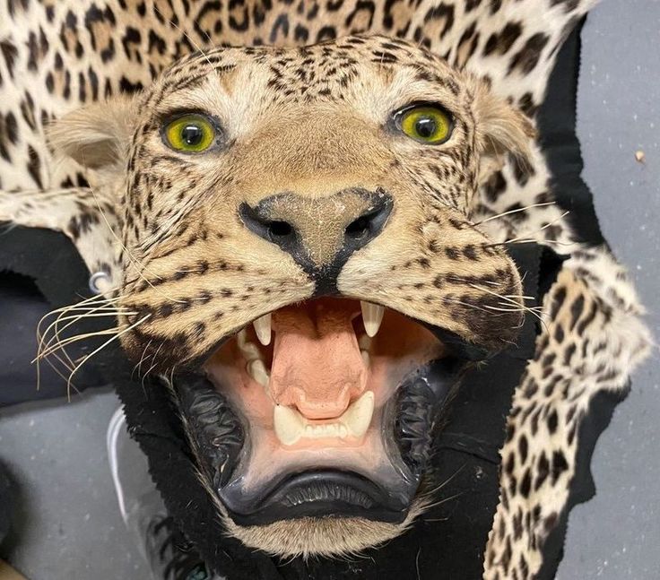 Ebenfalls im Fundus des Internationalen Artenschutz beim NLWKN: Ein Leopardenpräparat. (Foto: Linus Henkel, NLWKN)