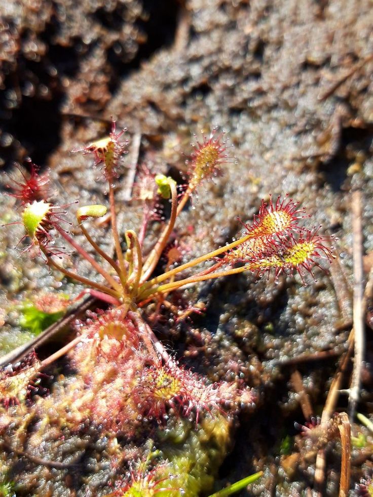 Der Seltene Sonnentau ist eine typische Pflanze der Hochmoore. Durch die Zerstörung des Lebensraums ist sie sehr selten geworden. Mit dem Fang von Insekten sichert der Sonnentau seine Nährstoffversorgung im kargen Hochmoor. (Foto: Lars Panzer, NLWKN)