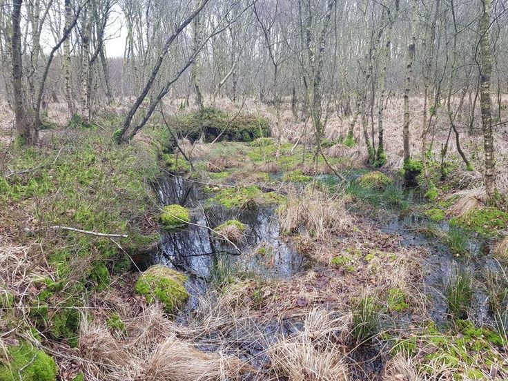 Wo genügend Wasser zu finden ist, wie in alten Handtorfstichen, konnte sich die hochmoortypische Vegetation erhalten: Torfmoose bilden geschlossene Schwingrasenteppiche. Das Moor wächst. (Foto: Gerd-Michael Heinze, NLWKN)