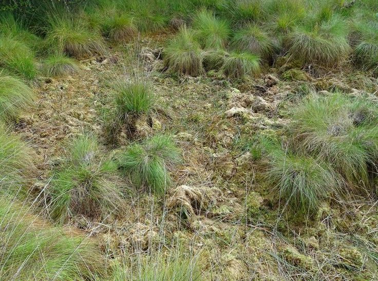 In den Extremtrockenjahren 2018 und 2019 lagen die Torfmoose in den sonst wassergefüllten Hochmoorschlenken auf dem Trockenen. (Foto: Dr. Jan-Erik Dickopp, NLWKN)