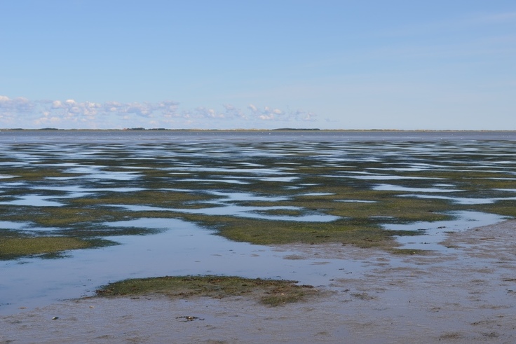 Seegraswiesen im Wattenmeer. Im Hintergrund blauer Himmel.