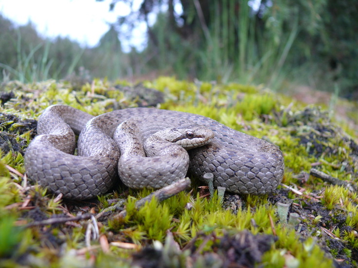 Die heimische Schlingnatter lebt sehr versteckt und ist nur schwer zu beobachten. Wanderkorridore zwischen vereinzelten Lebensräumen sind für die gefährdete Schlangenart sehr wichtig (Foto: Richard Podloucky).