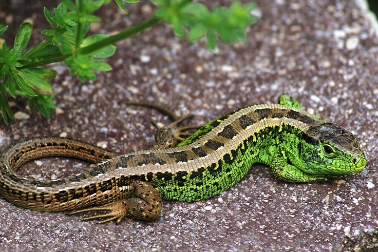 Die Zauneidechse (Lacerta agilis) fühlt sich auch am Gleisbett wohl, durch die Auflichtung der Waldränder kann sie sich hier hervorragend sonnen (Foto: Friedrich Böhringer).