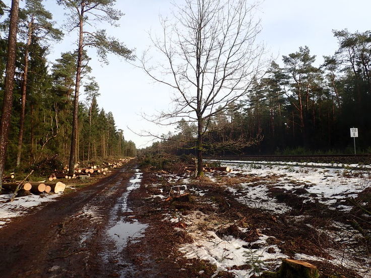 Der Waldrand entlang der Bahntrasse wurde hier nun deutlich freigestellt (Foto: Leonie Braasch, NLWKN).