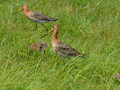 Das Uferschnepfenpaar hat im Ochsenmoor erfolgreich gebrütet und führt seine Jungen durch die Feuchtwiesen.