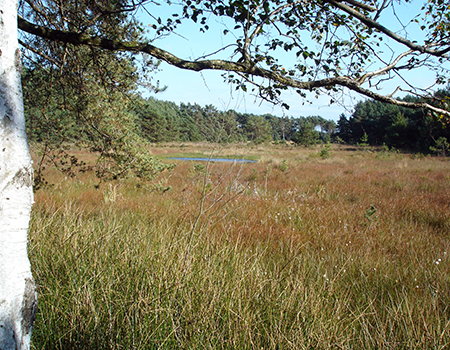 Das vergleichsweise intakte Schwarze Moor bei Resse ist als FFH-Gebiet und Naturschutzgebiet ausgewiesen.