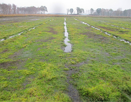 Torfmoosanbau-Versuch des Landkreises Diepholz und der Stiftung Naturschutz im Landkreis Diepholz (Interreg-Projekt CANAPE) auf einer Pilotfläche im Barver Moor