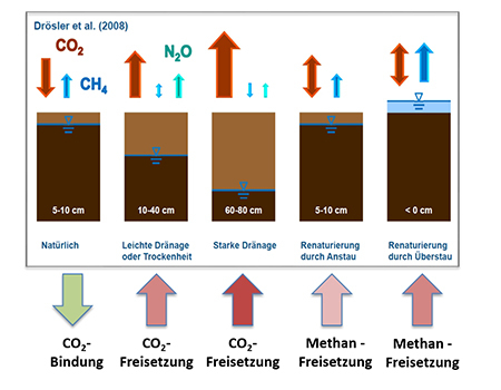 Klimarelevanz von Mooren im Abhängigkeit von den Wasserständen im Torfkörper (nach DRÖSLER et al. 2008*, verändert)