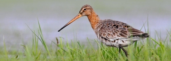 Die Uferschnepfe zählt zu den am stärksten bedrohten Wiesenvogelarten Europas.