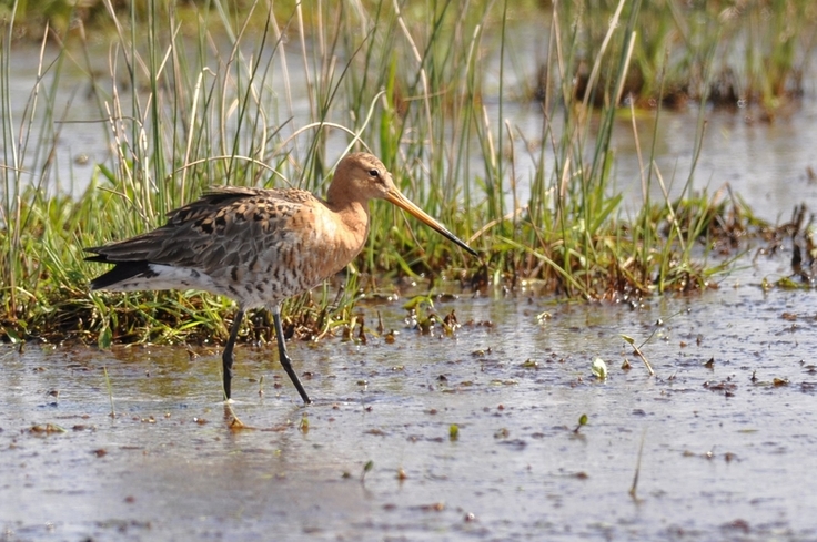 Uferschnepfe (Foto: Oliver Lange, NLWKN)