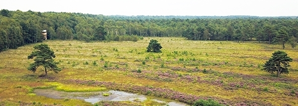Die Hochfläche des Bissendorfer Moores ist noch weitgehend naturnah erhalten geblieben.