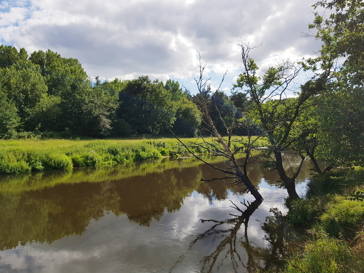 Blick über den Fuss, der von einer weitgehend natürlich Böschung mit viel bewuchs eingefasst ist. Rechts sind abgestorbene Bäume im Wasser erkennbar.