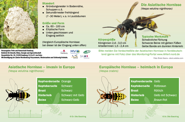 Bestimmungshilfe Asiatische Hornisse (Vespa velutina)