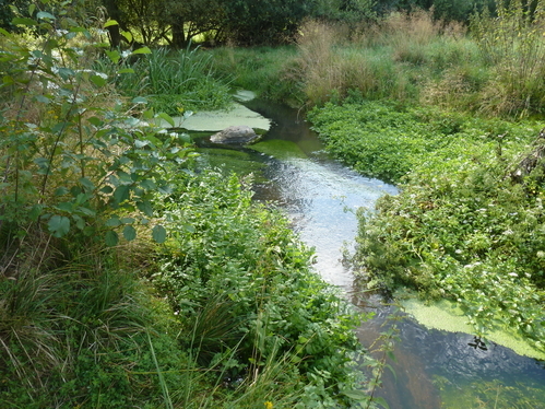 Artenreiches Wasserpflanzenaufkommen im neuen Gewässerverlauf.
