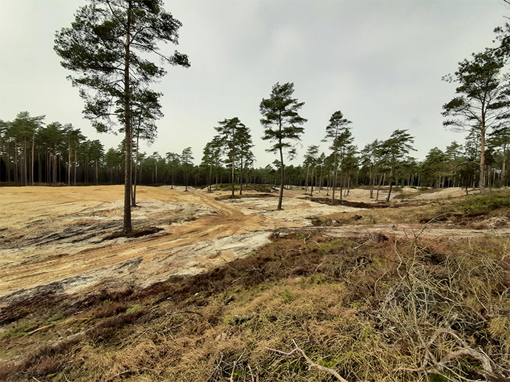 Freigestellte Binnendünen im „Großen Sand“ im Forstamt Sellhorn bieten Arten die auf offene Sandflächen angewiesen sind, wieder einen Lebensraum