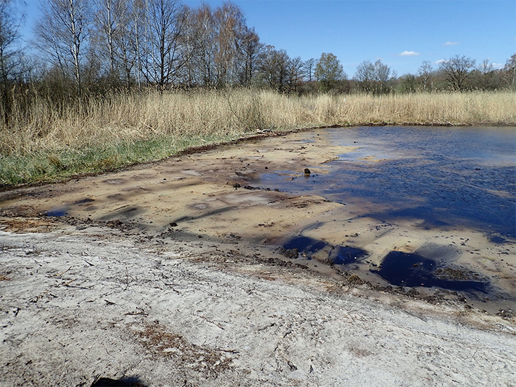 Durch flaches Abschieben des Teichbodens im Winter bis auf den mineralischen Grund soll die Samenbank der wertvollen Teichbodenvegetation in den Holmer Teichen reaktiviert werden