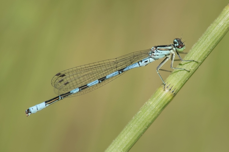 Die Speer-Azurjungfer (Coenagrion hastulatum) ist eine der elf in Niedersachsen vom Aussterben bedrohten Libellenarten. Der Grund für den starken Rückgang ist wahrscheinlich das zunehmend wärmere Klima. (Foto: Angelika Borkenstein)