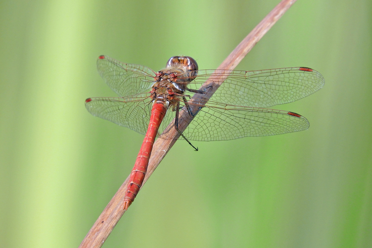 Ein Profiteur der fortschreitenden Klimaerwärmung ist die aus dem Süden neu eingewanderte Südliche Heidelibelle (Sympetrum meridionale). (Foto: Christian Fischer)