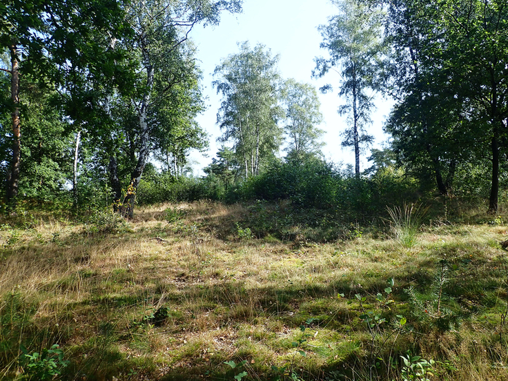 Durch den dichten Aufwuchs sind die unscheinbaren Grabhügel kaum erkennbar und auch die Heide ist hier aktuell kaum zu finden. Bei den anstehenden Arbeiten sollen die Grabhügel zunächst ausgespart werden (Bild: Leonie Braasch).