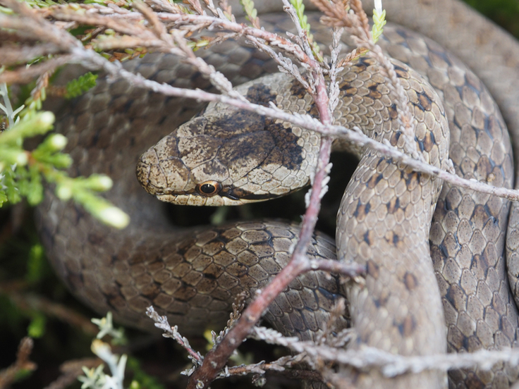 Für die gefährdete Schlingnatter soll die Hügelgräberheide durch Gehölzarbeiten als Lebensraum wieder attraktiv gestaltet werden (Foto: Dirk Mertens, VNP).