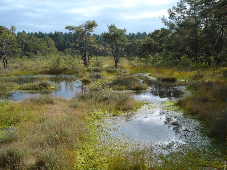 In regenreichen Jahren sind die Blänken im Süden d. Otternhagener Moors mit Wasser gefüllt. Dann gedeihen Torfmoose, Weißes Schnabelried u. andere moortypische Pflanzen. Wird es zu trocken, dominieren Kiefer u. Birke. (Foto: Susanne Brosch, NLWKN)