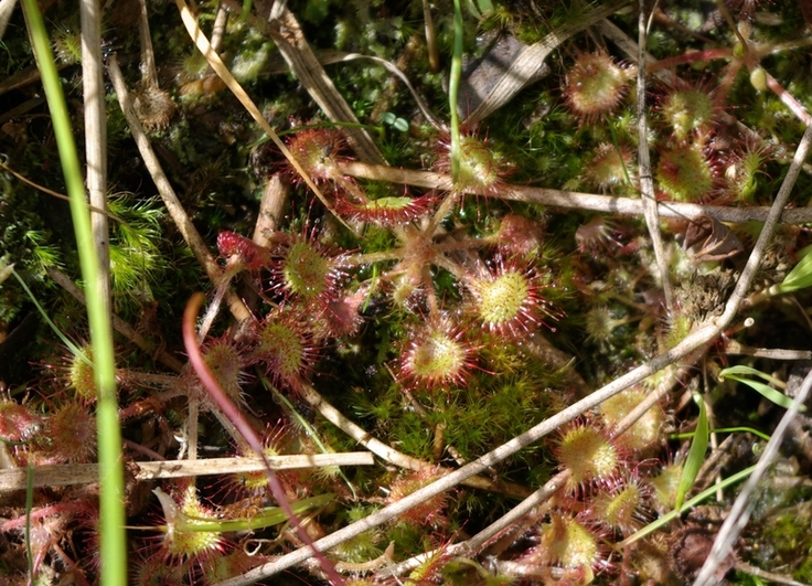 Von der Wiederherstellung des funktionsfähigen Moores profitieren spezialisierte und seltene Arten, wie der Rundblättrige Sonnentau. (Foto: Norbert Horny, NLWKN)