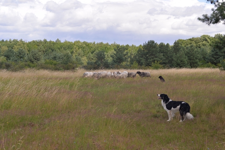 Schafe in einer Heidelandschaft. Im Vordergrund ein Hund der aufpasst