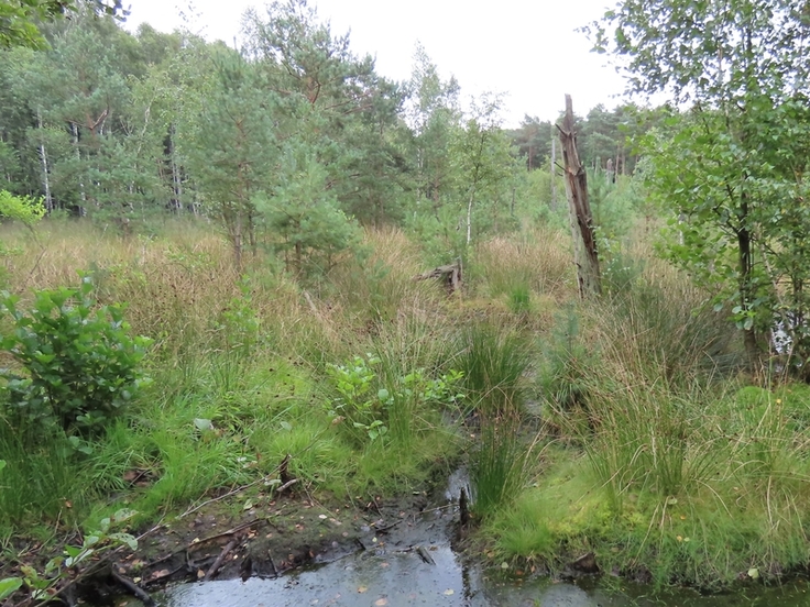 Teilflächen des Jafel- und Kucksmoores wurden bereits wiedervernässt – in den kommenden Wochen setzen die Naturschützer diese Maßnahmen im Einzugsgebiet des Jafelbachs fort (Bild: Meike Müller).