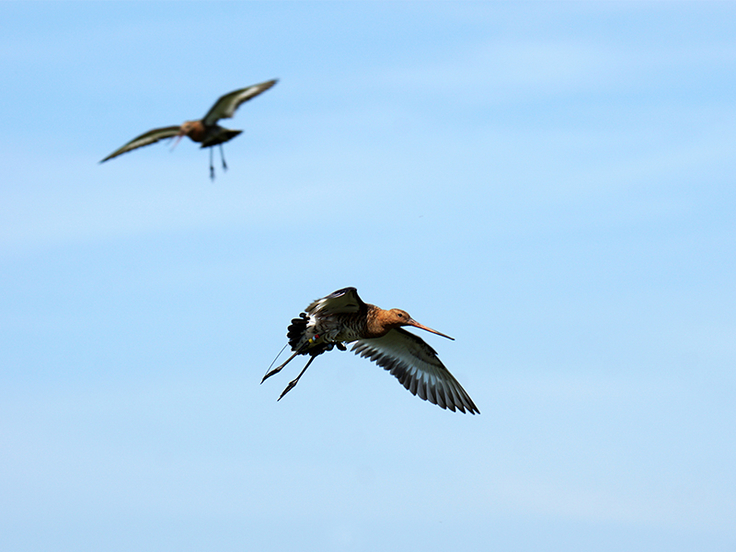 Sendervogel „Zola“ (vorne) mit Partner zeigt im NSG „Bleckriede“ am 16.06.2021 Warnverhalten. Auf dem Foto ist die Antenne des GPS-Senders gut zu erkennen.