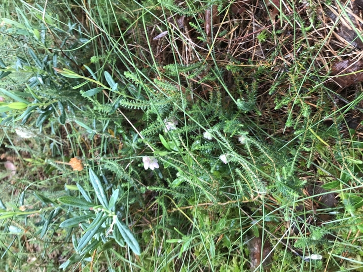 Mögliche Zielvegetation mit Rosmarinheide, Krähenbeere und Glockenheide (Foto: Thomas Kutter, NLWKN)