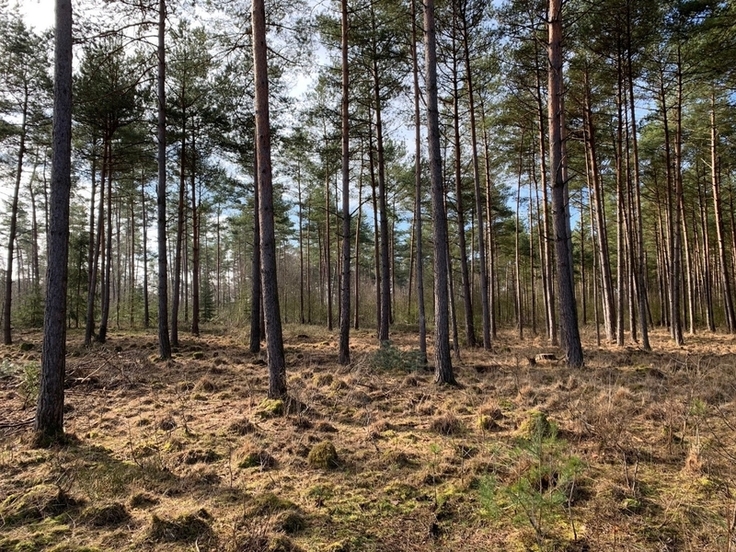 Waldbestand vor Auflichtung (Foto: Svenja Stelse-Heine, Naturschutzstiftung Heidekreis)