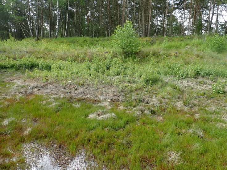 Hier lässt sich nur noch erahnen, dass an dieser Stelle vor wenigen Jahren noch das Wasser gestanden hat. Das ehemalige Stillgewässer soll nun wiederhergestellt werden, damit Amphibien dort ihren Laich ablegen können. (Foto: Leonie Braasch, NLWKN)