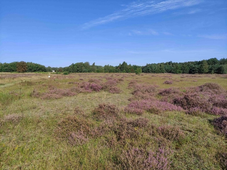 Heideblüte im Naturschutzgebiet „Sandtrockenrasen Achim“ (Foto: Lena Koslowski, UNB Verden).