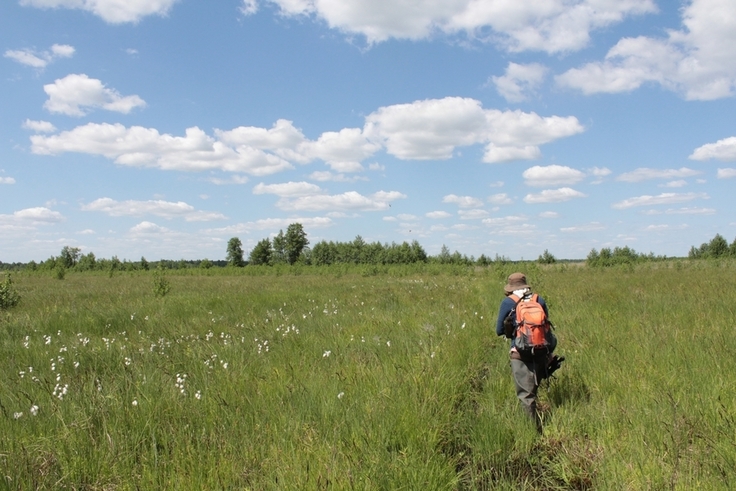 Niedermoor im Biebrza-Nationalpark (Polen). Ursprünglicher Lebensraum von Uferschnepfe und Bekassine.