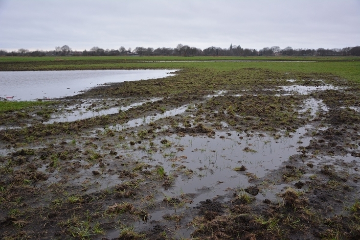 Wiesenvogellebensraum im Landschaftsschutzgebiet Rhede-Flaar (Emsland). Die eigens angelegte Blänke im Hintergrund wird nun mit dem zurückgehaltenen Regenwasser gefüllt.