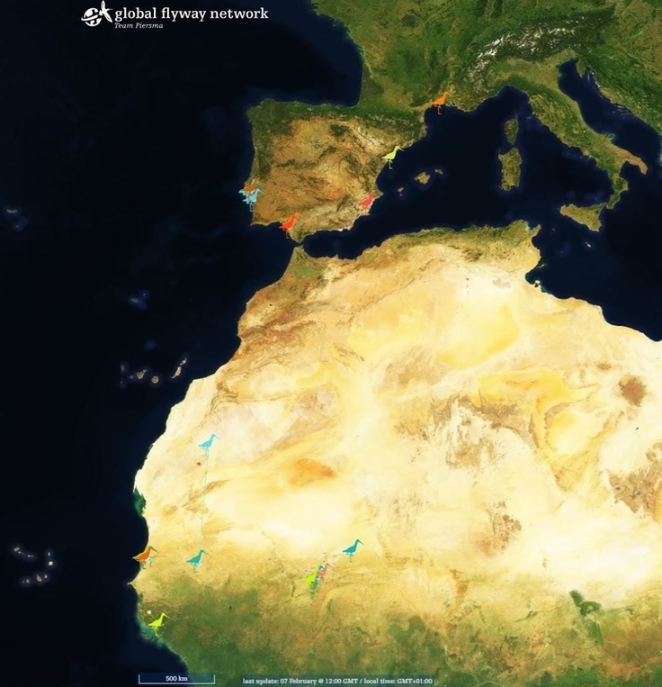 Jede mit Sender ausgestattete Uferschnepfe ist in einer eigenen Farbe dargestellt. Einige Tiere sind noch in Westafrika. Erste Vögel haben die südwesteuropäischen Länder erreicht. (Karte: GlobalFlywayNetwork)