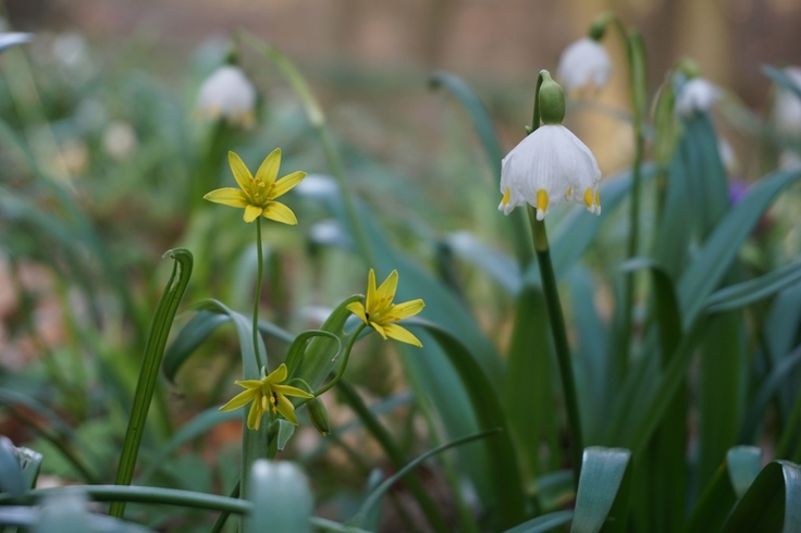 Märzenbecher und Wald-Gelbstern als Frühlingsboten, passend zum Auftakt der Kartiersaison im Pflanzenartenschutz-Erfassungsprogramm. (Foto: Leonard Schmalhaus)