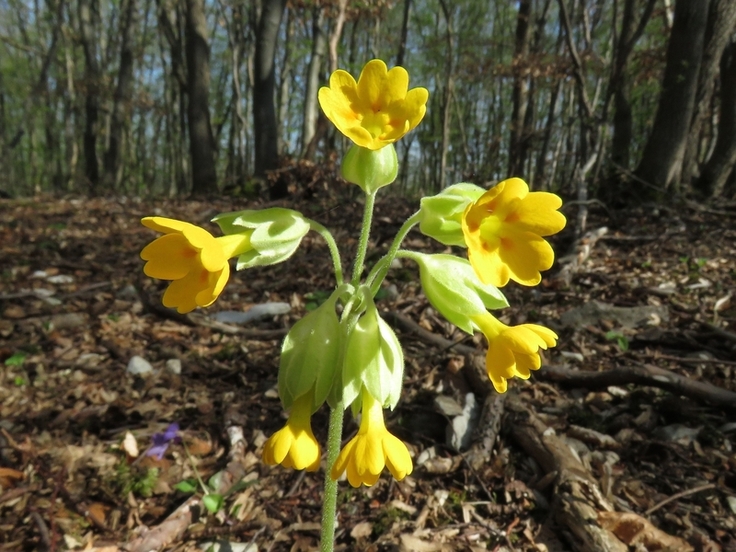 Auch die Echte Schlüsselblume kommt im Gebiet vor. (Foto: Walter Wimmer)