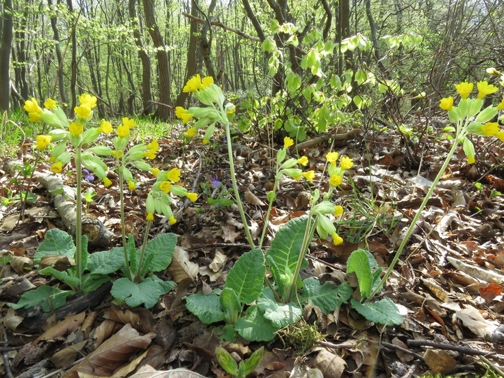 Auch die Echte Schlüsselblume kommt im Gebiet vor. (Foto: Walter Wimmer)