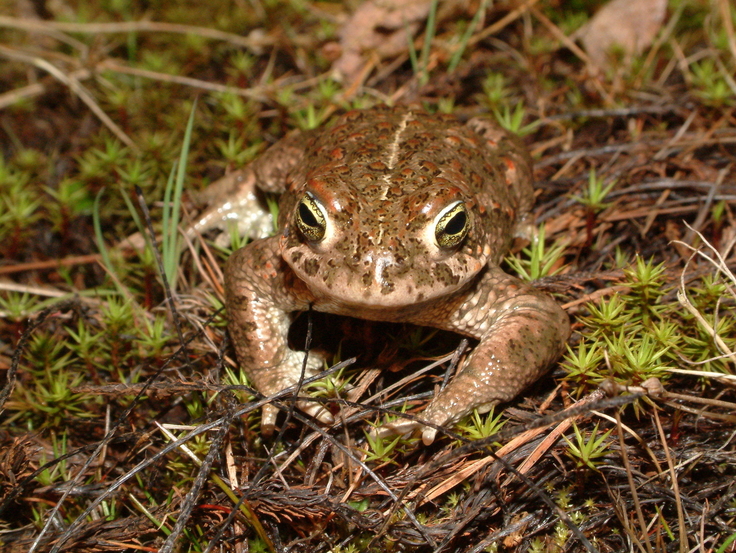 Die Kreuzkröte ist an ihrem Strich auf dem Rücken gut zu erkennen. Sie fühlt sich in Sandgruben besonders wohl und ist nach Flora-Fauna-Habitat-(FFH)-Richtlinie streng geschützt.