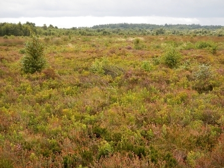 Zentrale Heile-Haut-Fläche im Aßbütteler Moor im Landkreis Cuxhaven. Auf der wertvollen Moorheide müssen regelmäßig Gehölze entfernt werden, um eine Verbuschung zu verhindern.