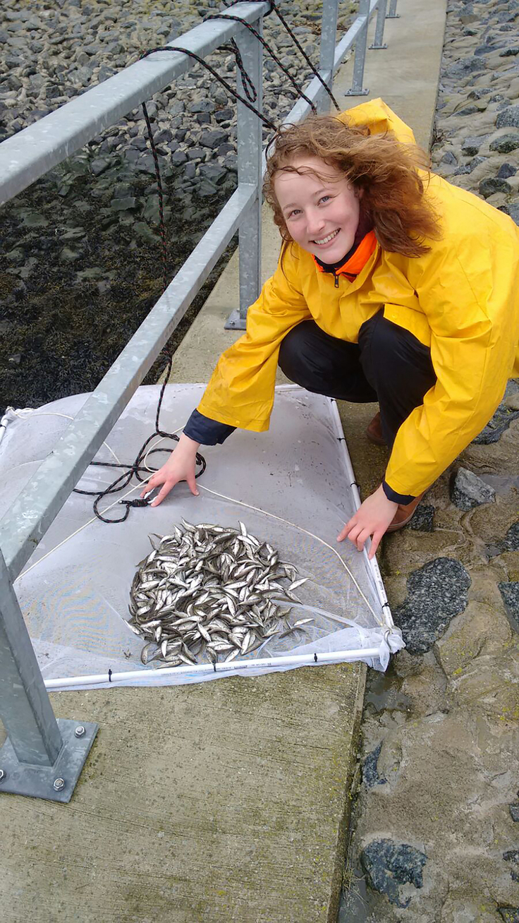 Ein besseres Bild von der Fischfauna, die sich an Siel- und Schöpfwerken im Küstenbereich aufhält, ist das Ziel des Fischmonitorings in Harlesiel, Oldersum und an der Knock (Bild: K. Jürgens).