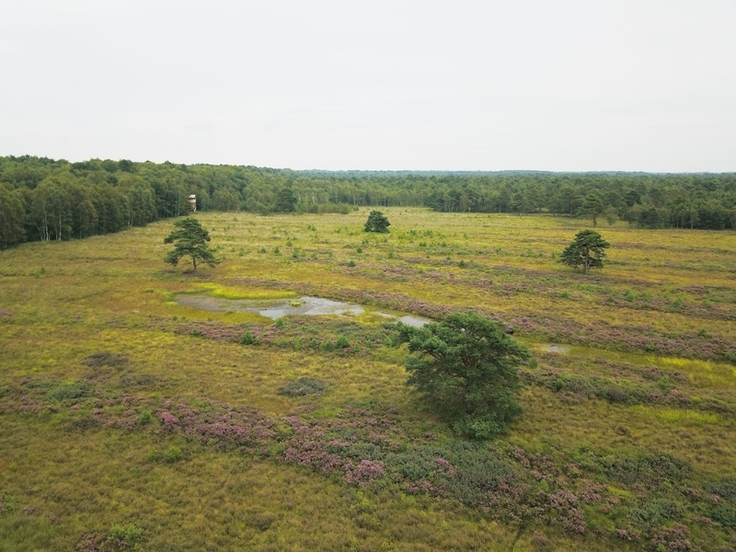 Natur- und Klimaschutz zugleich stehen im Fokus des LIFE-Projekts in der Hannoverschen Moorgeest. (Foto: Marcel Hollenbach)