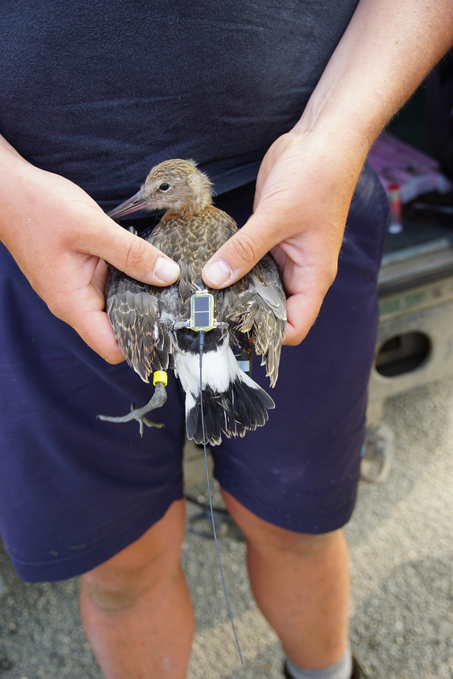 Besenderte Uferschnepfen generieren im Rahmen der LIFE-Projekte wertvolle Daten über Überwinterungsgebiete und Flugrouten der Zugvögel. (Foto C. Marlow/NLWKN)