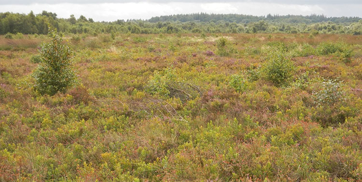 Naturschutzfachlich wertvolle Heile-Haut-Fläche im Aßbütteler Moor im Landkreis Cuxhaven: ein Geestrandmoor am Übergang zur Marsch