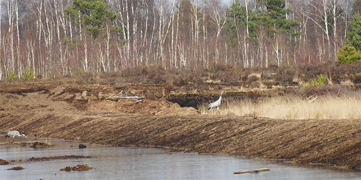 Ein Kranichpaar auf Nahrungssuche in einer neu eingerichteten Polderfläche im Großen Moor. Zur Förderung von Moorheide-Lebensräumen wurde auf den neu errichteten Torfdämmen Heide-Mahdgut aufgebracht.