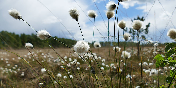 Wollgrasbestände auf landeseigenen Naturschutzflächen im Schutzgebiet „Großes Moor bei Gifhorn“