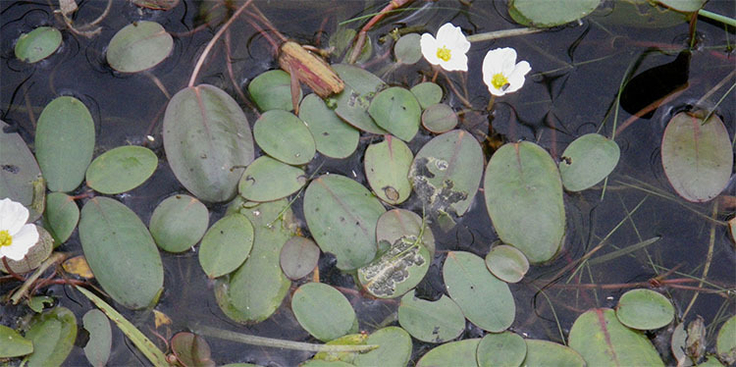 Die weißen Blüten können dabei helfen, das Froschkraut mit seinen unscheinbaren Blättern im Gewässer zu entdecken.