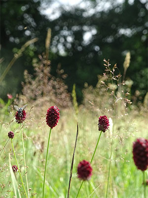 Der Große Wiesenknopf (Sanguisorba officinalis), eine Zielart der Mahd- und Saatgutübertragung