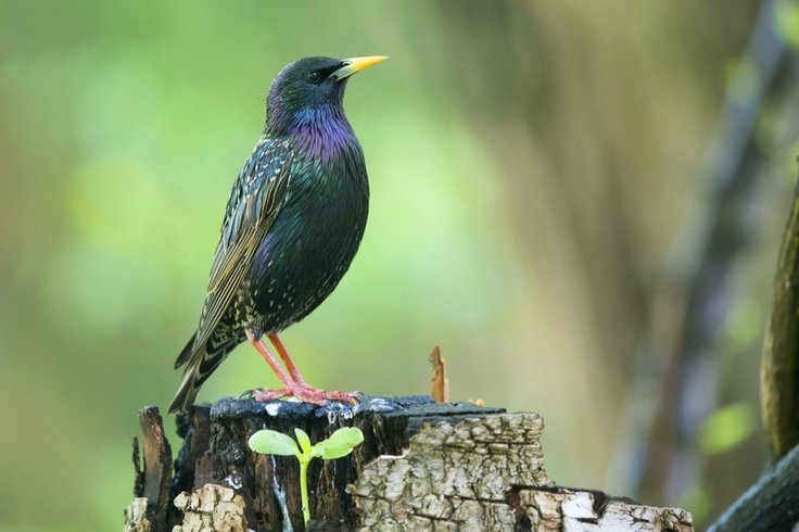 Blickt in eine ungewisse Zukunft: Der Star, ehemals ein „Allerweltsvogel“, ist in seinem Bestand in Niedersachsen und Bremen zwischen 1996 und 2020 um 68 % zurückgegangen und wird daher in der neuen Roten Liste als „gefährdet“ eingestuft.